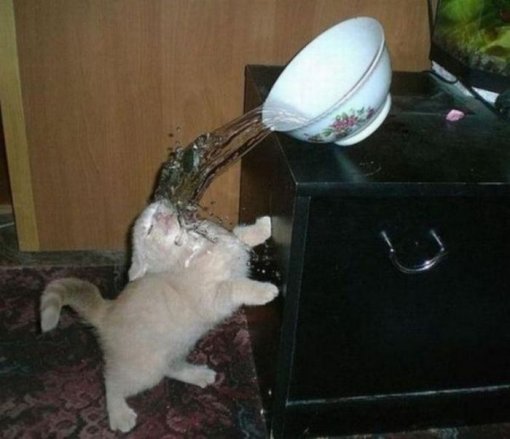 Кіт обливається водою