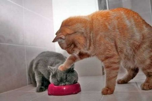 Коти їдять картинка