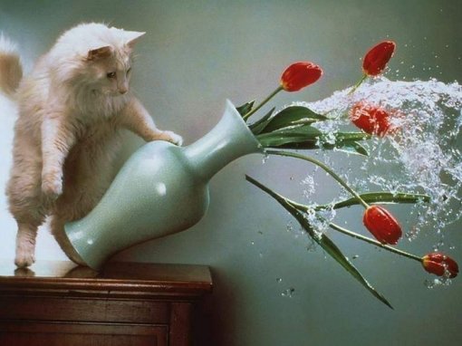 Кіт розбиває вазу