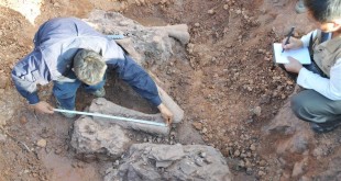 У Китаї виявили скам'янілі кості двох динозаврів