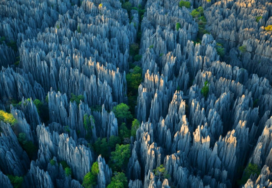 Каменный лес Мадагаскара - чудо природы