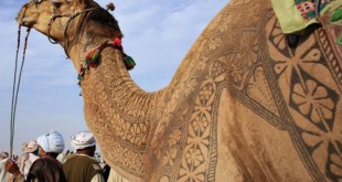 Конкурс красоты среди верблюдов в Пушкаре