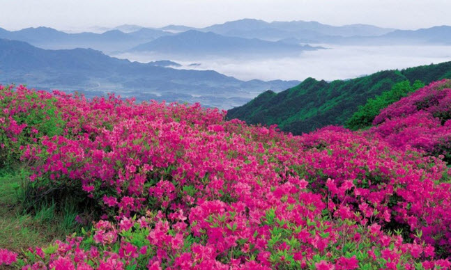 Долина роз в Болгарии: миллион алых роз воочию