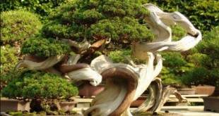 Созерцание дерева бонсай приносит покой и умиротворение