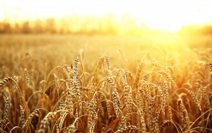 Аграрне міністерство США збільшило прогнози експортування пшениці з України