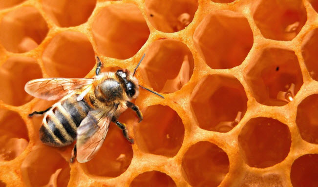 Пчелиная фабрика: мед, воск, пыльца, перга, обножка, забрус, прополис, подмор