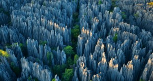 Каменный лес Мадагаскар