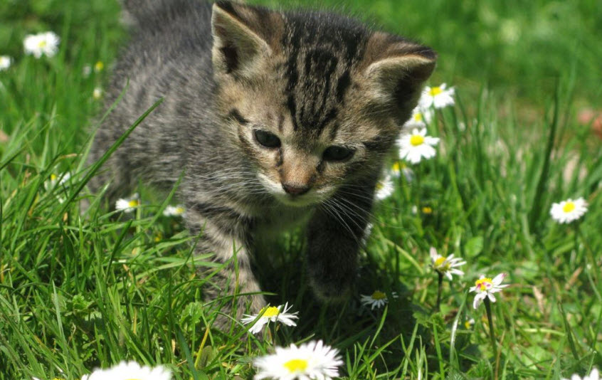 Аллергия на кошек у детей и взрослых, симптомы. Как проявляется?