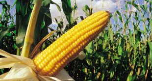 how to grow corn 1528315419